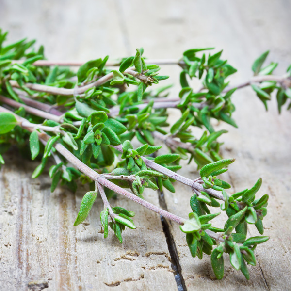 Searles Growing and Planting Thyme